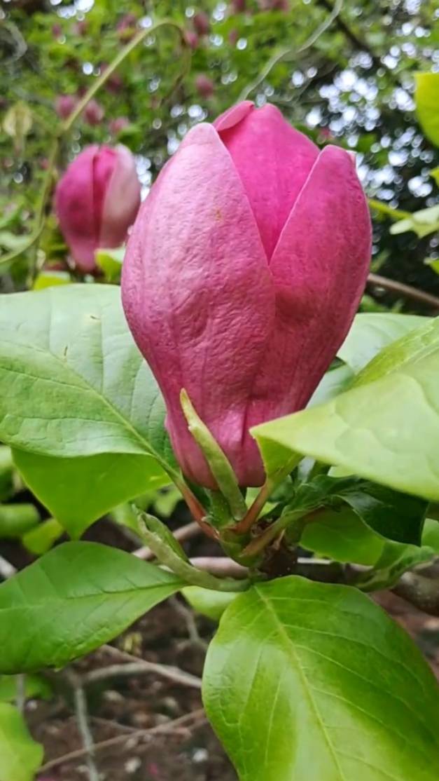 Магнолия Суланжа смотреть онлайн