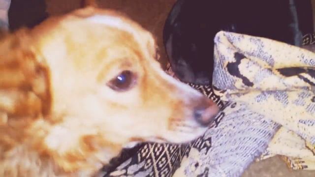 Рекс и Вольт лучшие и верные мои друзья смотреть онлайн