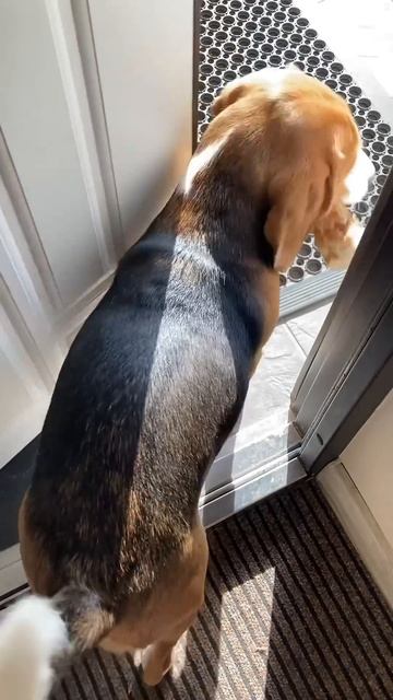 🌳🐶Лакомство — только на свежем воздухе! This beagle only dine смотреть онлайн