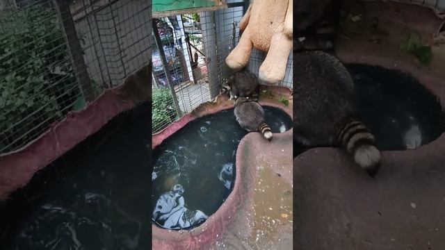 #ямыилюша #помощьбездомнымживотным #raccoon #анапа #reels #море #юмор смотреть онлайн