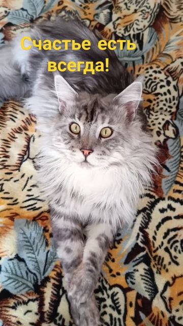 Счастье есть! Оно внутри нас 🙏 🤗🥰 #catlover #мэйн-кун смотреть онлайн