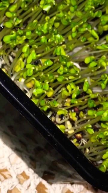 Микрозелень.Салат Кейл смотреть онлайн