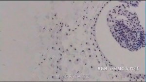 Умный микроскоп Beaverlab MX pro