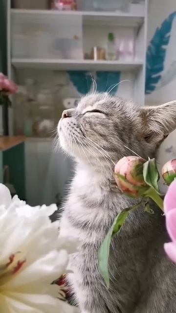 Пионы #солнце #романтика #music #стихи #travel #art #romantic #cat #ко? смотреть онлайн