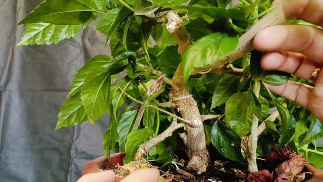 √6 гибискус 113