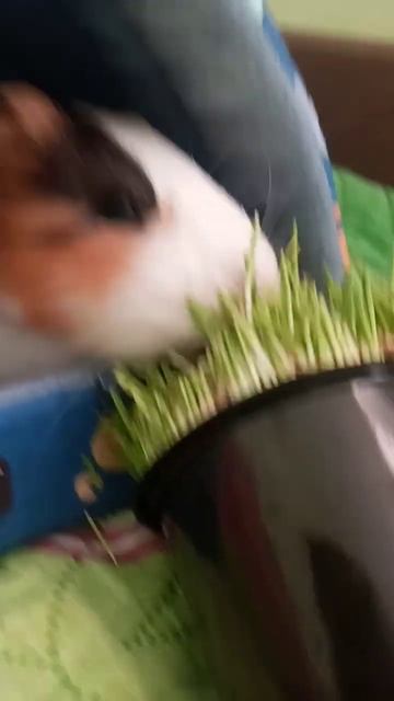 Морская свинка ест овес смотреть онлайн