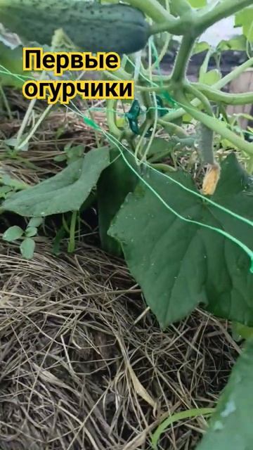 #огурцы #огурцывтеплице #теплица #рассада #башкирия #natu смотреть онлайн