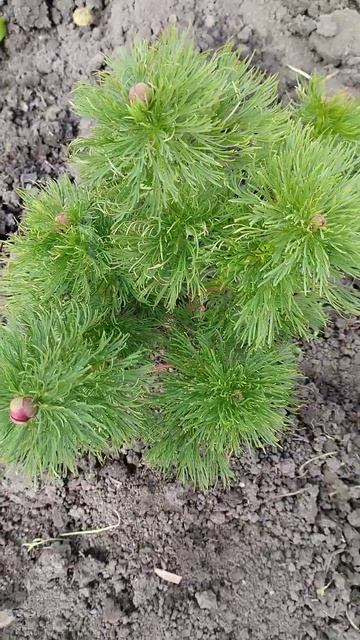 Наш сад! Мои пионы набирают цвет! #сад смотреть онлайн