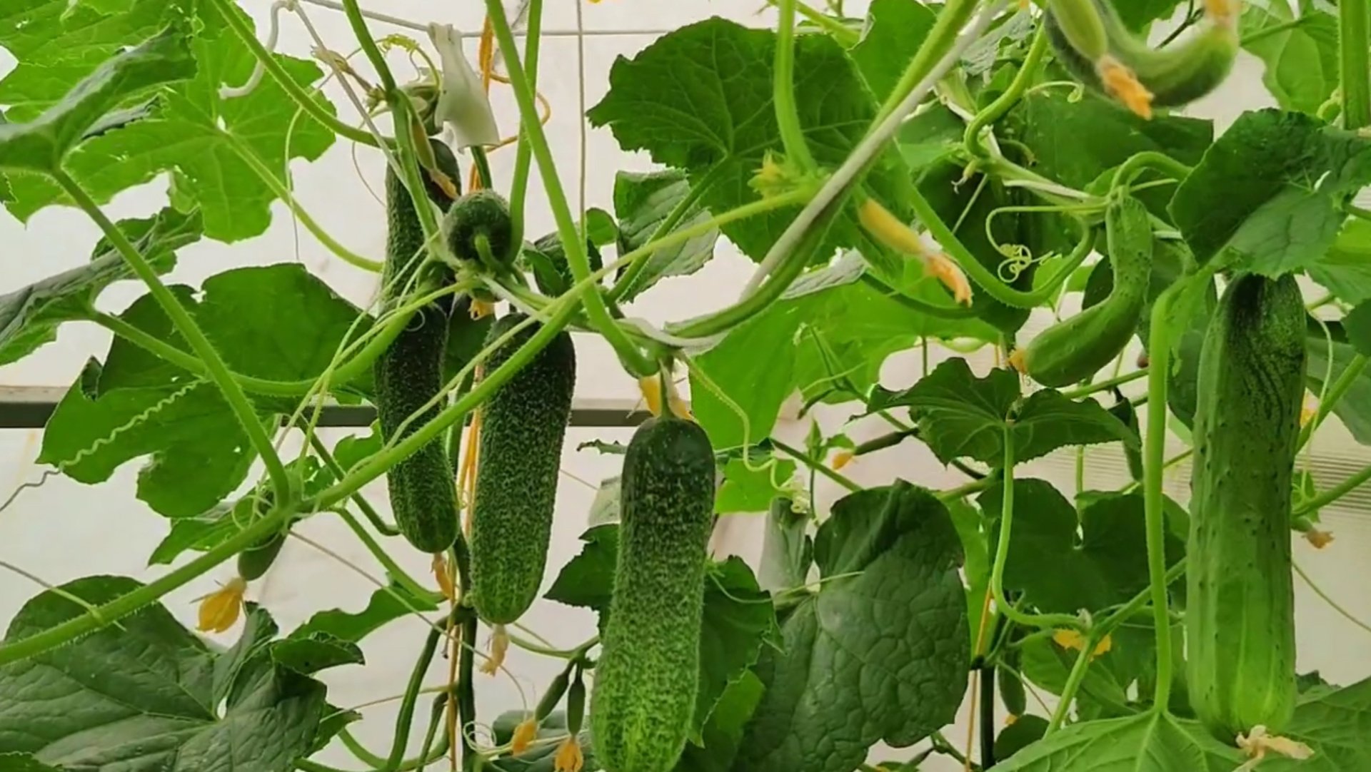 ГОРЬКИЕ огурцы!!! Что делать? Как это ИСПРАВИТЬ? ПОЧЕМУ огурцы становятся горькими?