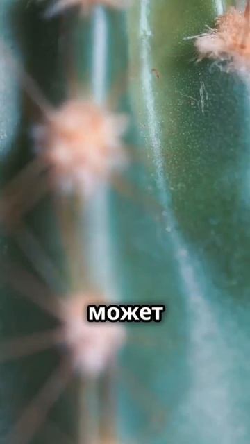 🌵 Кактусы: Внутри них есть вода, но можно ли её пить? ? смотреть онлайн