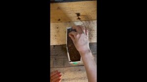 Сеем бархатцы тонколистные | Молодые огородники