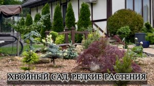 Хвойный сад. Редкие растения.