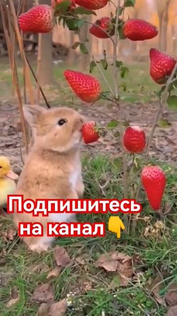 Милый кролик ест клубнику. #Клубника #балаган #теплица. смотреть онлайн