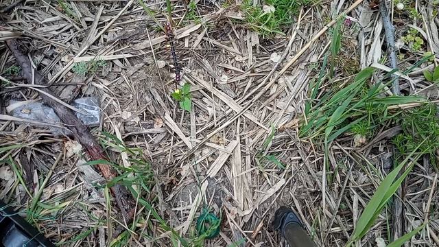 С ней будешь с рыбой! ловля на пружину!