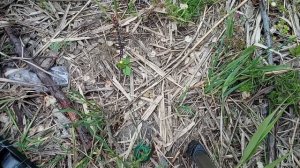 С ней будешь с рыбой! ловля на пружину!