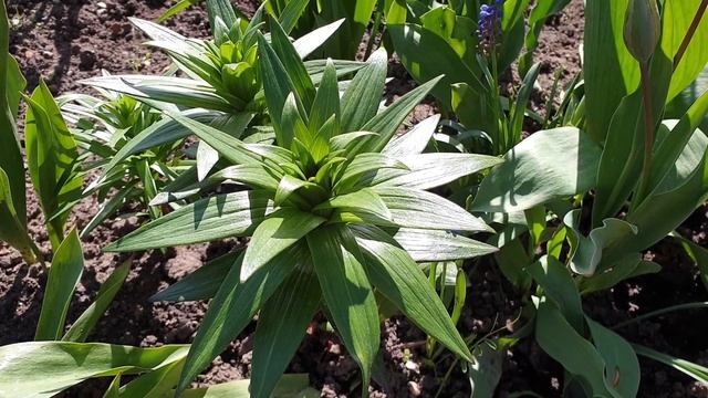 Спасите Лилии весной! Самый опасный вредитель - лилейн