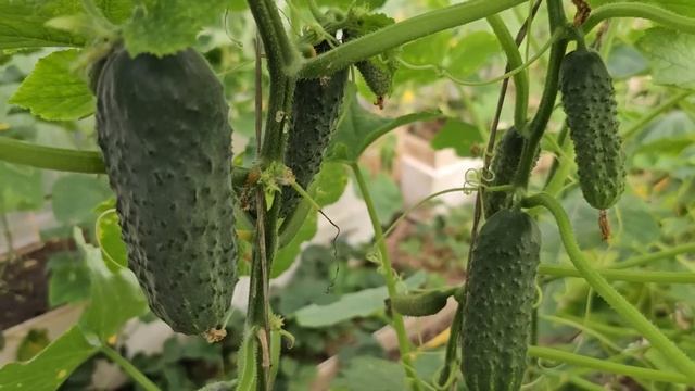 🌱 ПЕРВАЯ ПОДКОРМКА ОГУРЦОВ — СРОЧНО ПОЛЕЙТЕ ЭТИМ! Растут как на ДРОЖЖАХ и дают ВЕДРО с куста! смотреть онлайн