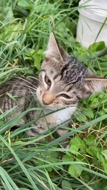 Котёнок есть траву🌱Березка ищет добрые ручки смотреть онлайн