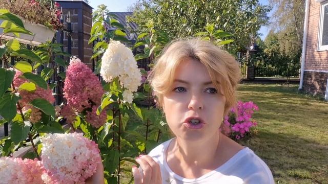 ОДНА ИЗ ЛУЧШИХ ГОРТЕНЗИЙ в ряду компактных сортов!