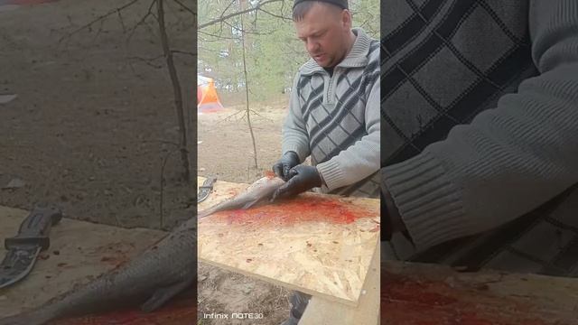 Разделка густеры и язя