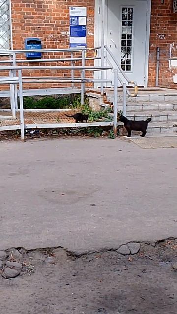 Ураааа!!! У него есть мама! 😻😺 #cat #кошки смотреть онлайн