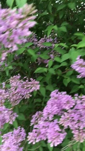 Гиацинтовая сирень