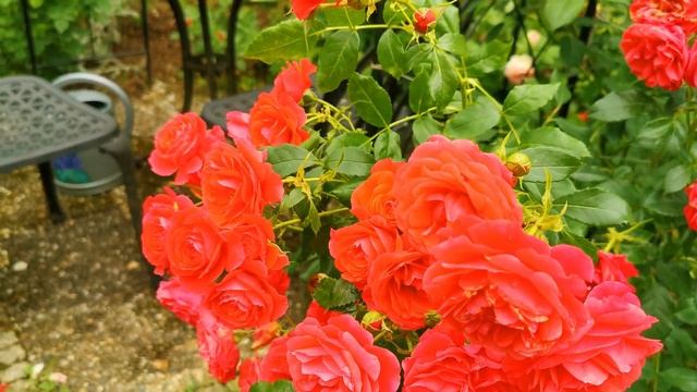 Миллион алых роз - восхитительная роза флорибунда Черри Герл, Кордес (Rose Cherry Girl, Kordes 2009 смотреть онлайн