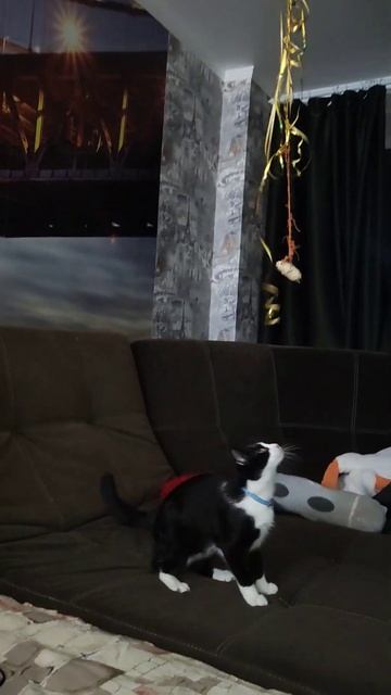 Как занять кота на вечер🐱😺😼 #crazycat #funnycats #кот смотреть онлайн