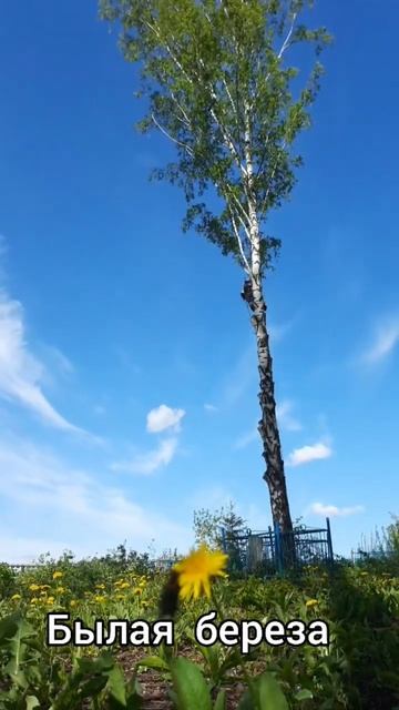 #былая береза под моим окном поднакрылась #тазом медны смотреть онлайн