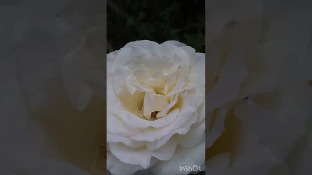 Нічні фонарики з квітів🌼 смотреть онлайн