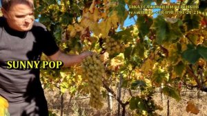Кишмиш SUNNY POP seedless СУПЕР НОВИНКА В УКРАИНЕ 2024!