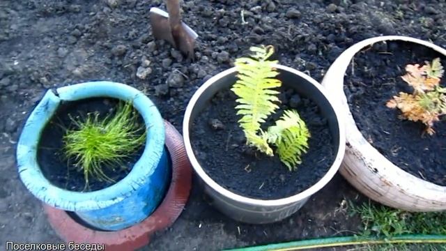 Дневник от 09.06.18 Огород смотреть онлайн