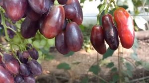 Описание сортов винограда Энергодар, Самурай, Шелкови