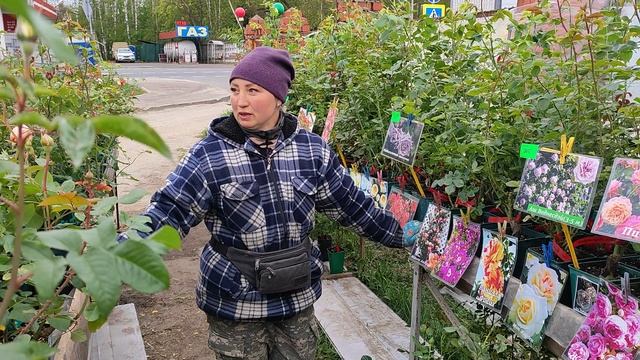 11.05.2025г Розы, Саженцы,плодовые деревья, растения ст.Бронницы. смотреть онлайн