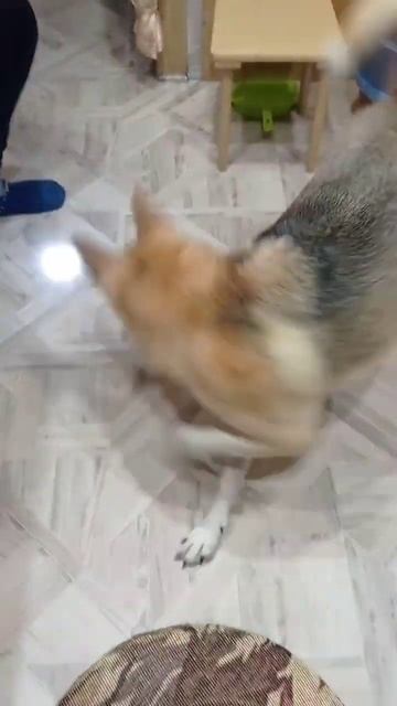 Собака и фонарик смотреть онлайн