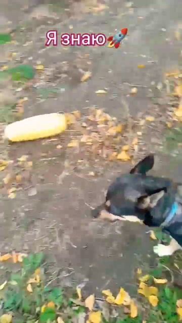 Видео рофл!!!Простите что была не актив(.    Но сейчас ак?