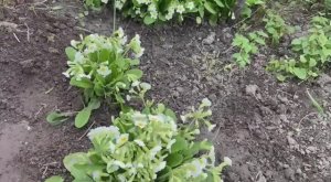 Мои цветочки на даче. 11 мая 2025