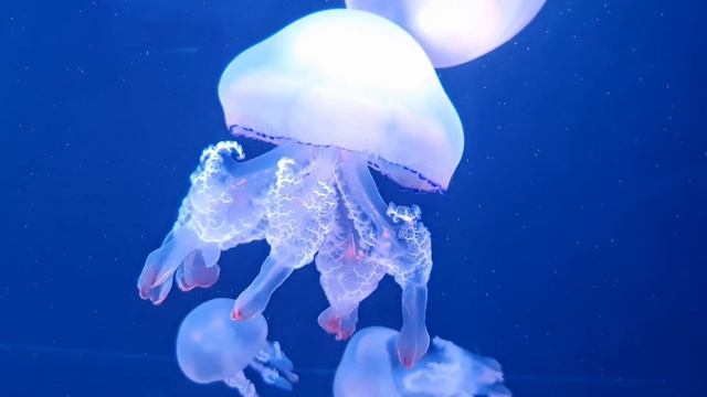 Paschen_Ko(WE HAVE FUN) Я АГЕНТ 007,А ТЫ SKYFALL #музыка #rap смотреть онлайн