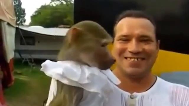 Прикольные обезьяны Давай поорем Funny animals смотреть онлайн
