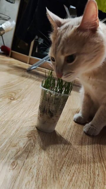 А весной он вегетарианец. Погрыз все цветы, купили тра? смотреть онлайн