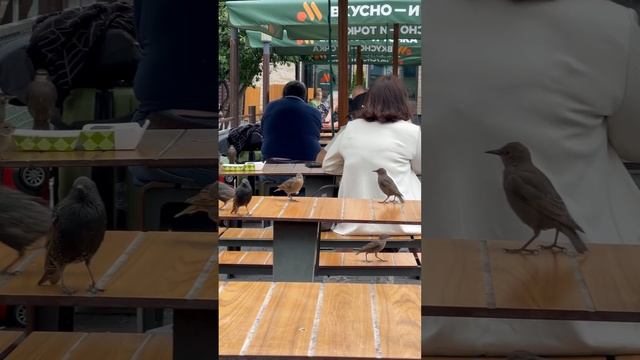 Птицы ждут еды во вкусно и точка. Москва июнь 2024.