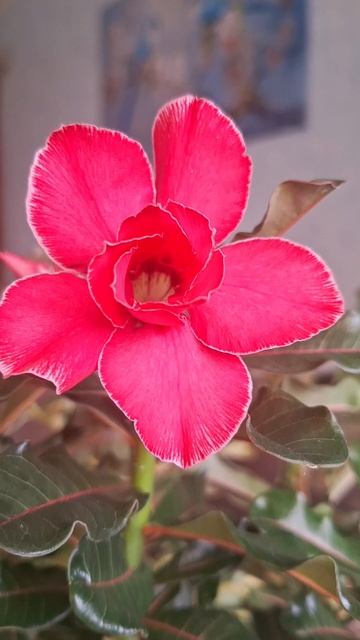 Цветение адениума Фамильна Роза смотреть онлайн