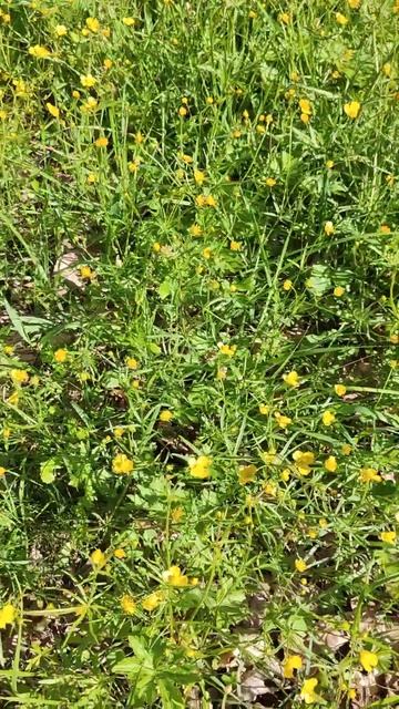 #полевыецветы # лютики #цветочки #климовск #дубки смотреть онлайн