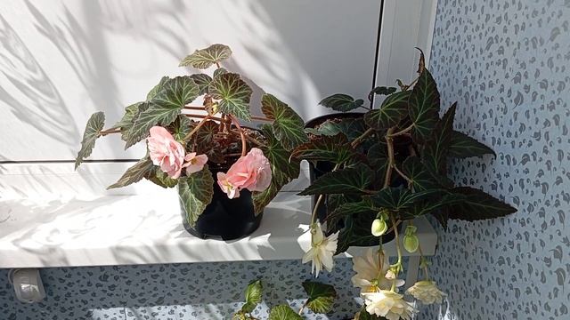 Бегония СвитСпайс Инглиш Роуз (Begonia Sweet Spice English Rose)
