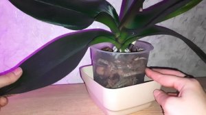 Почему листы у орхидей могут треснуть? Есть несколько