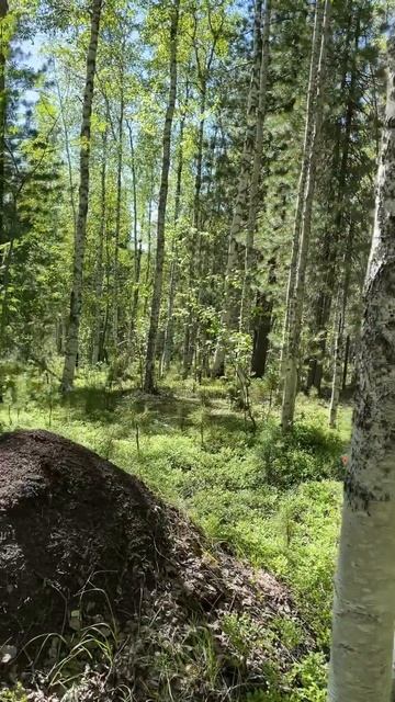 Красноярский край, Северо-Енисейский район  Природа