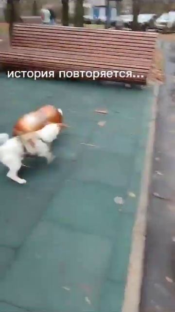 #azscreenrecorder#кега#актив#рекомендации#собака смотреть онлайн