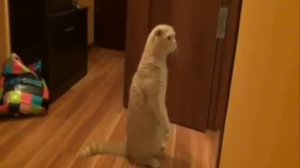 А что это там???