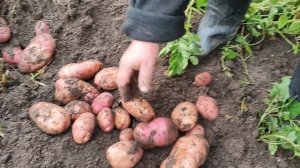 Сорт Сарпо Мира.Группа в Вк Огород 76 Рыбинск