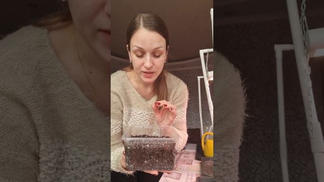 Лаванда взошла, не прошло и недели после посева смотреть онлайн